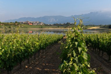 Arka planda Laguardia kasabası Rioja Alavesa, İspanya ile birlikte Vineyard ve Carralogroo Gölü