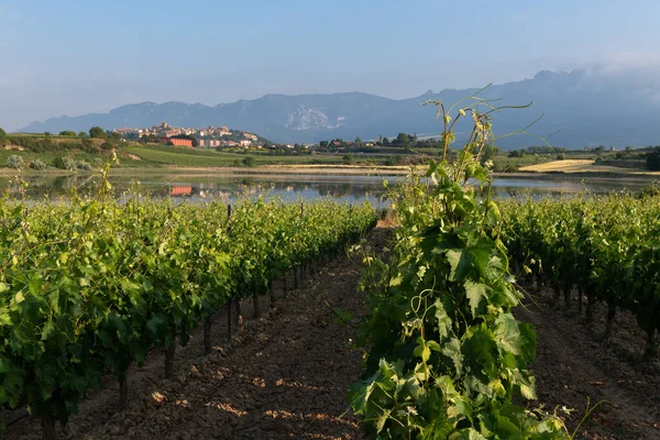 Vineyard Carralogroo Lake Laguardia Town Background Rioja Alavesa Spanyolország — Stock Fotó