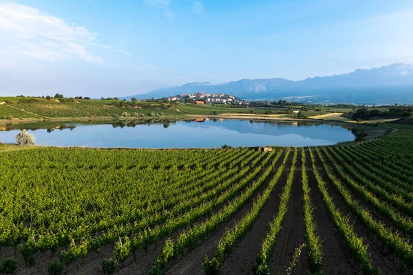 Vineyard Carralogroo Lake Laguardia Town Background Rioja Alavesa Spanyolország — Stock Fotó