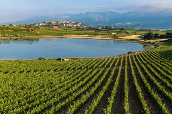 Viñedo Lago Carralogroo Con Ciudad Laguardia Como Fondo Rioja Alavesa — Foto de Stock