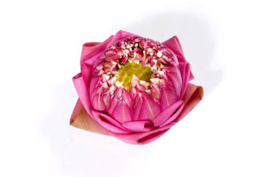 Beyaz arka plan üzerinde güzel lotus çiçeği