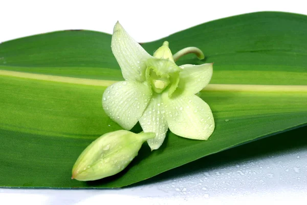 Tipo Differente Orchid — Foto Stock