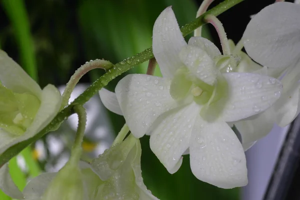 Különböző Típusú Orchidea — Stock Fotó