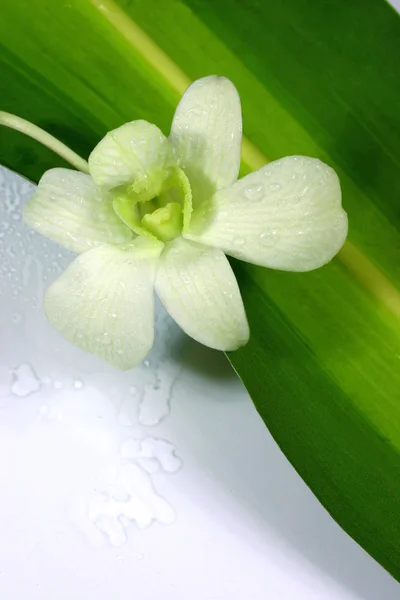 Andere Art Von Orchidee — Stockfoto