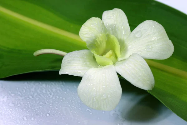 Tipo Differente Orchid — Foto Stock