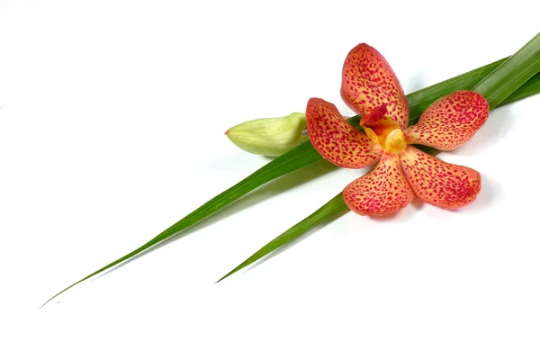 Tipo Differente Orchid — Foto Stock