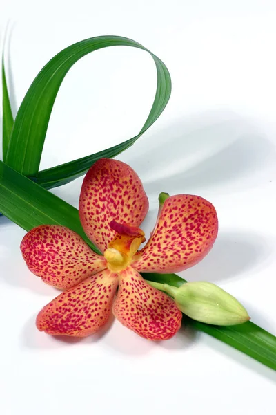 Olika Typ Orkidé — Stockfoto