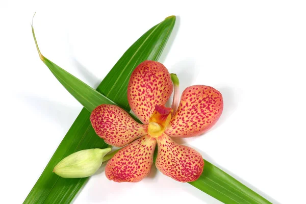 Tipo Differente Orchid — Foto Stock