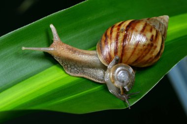 Yeşil yapraklı salyangoz