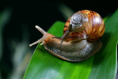 Yeşil yapraklı salyangoz