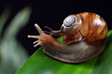 Yeşil yapraklı salyangoz