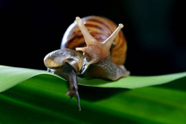 Yeşil yapraklı salyangoz