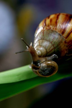 Yeşil yapraklı salyangoz