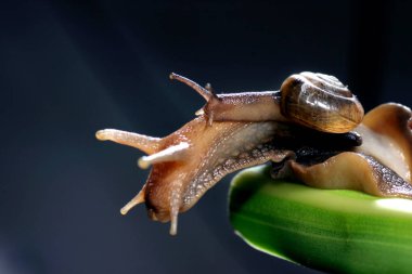 Yeşil yapraklı salyangoz