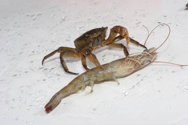 Yengeç ve karides mücadele