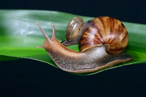 Slak Het Groene Blad — Stockfoto