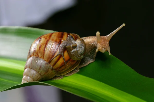 Slak Het Groene Blad — Stockfoto