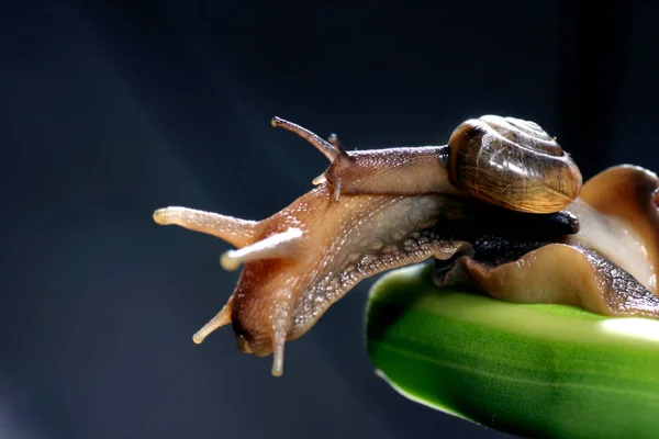 Slak Het Groene Blad — Stockfoto