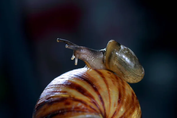 Slak Het Groene Blad — Stockfoto