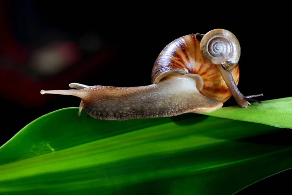 Slak Het Groene Blad — Stockfoto