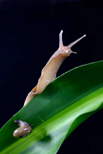 Escargot Sur Feuille Verte — Photo