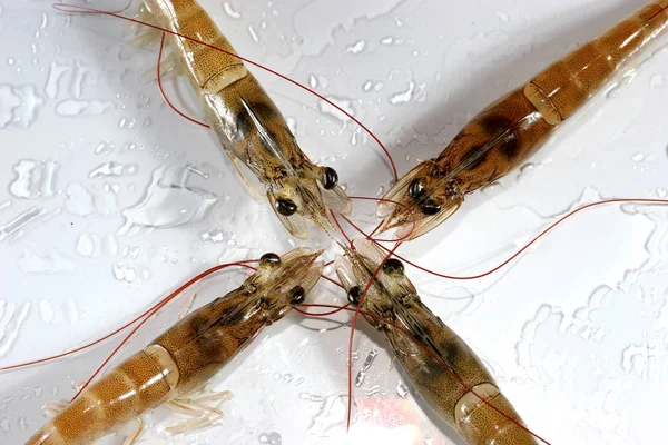 新鲜虾的背景 — 图库照片