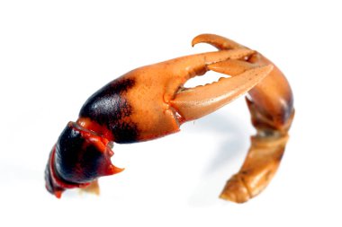 Yengeç pençeleri arka planda