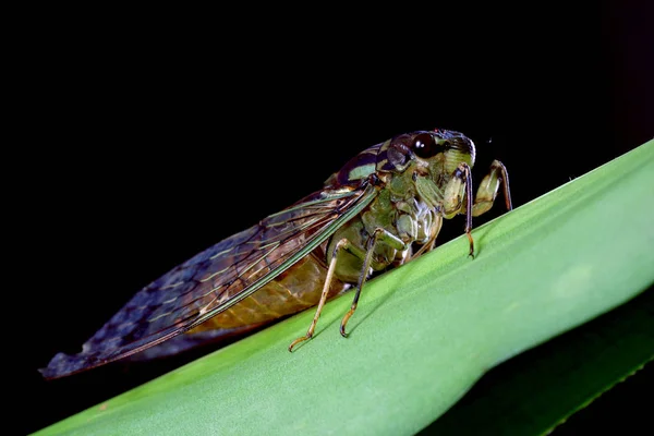 Cicadidae — 스톡 사진