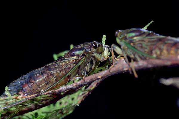 Cicadidés Sur Branche — Photo