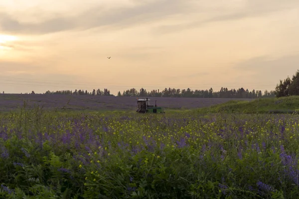 Paesaggio Raccoglitrice Lontananza Sul Campo Con Erba Medica Sullo Sfondo — Foto Stock