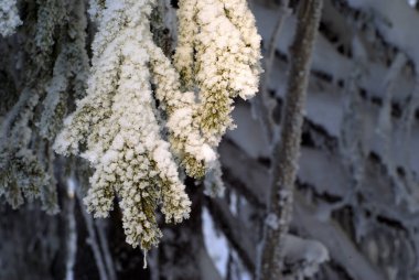 güneş ışıklı biter köknar dalı kaplı kar ve frost, shad içinde olmak aynı ağacın dalları, bulanık bir arka plan üzerinde