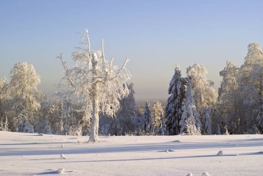 karla kaplı glade frost kaplı ağaçlar net soğuk havalarda çevrili tepenin üstüne