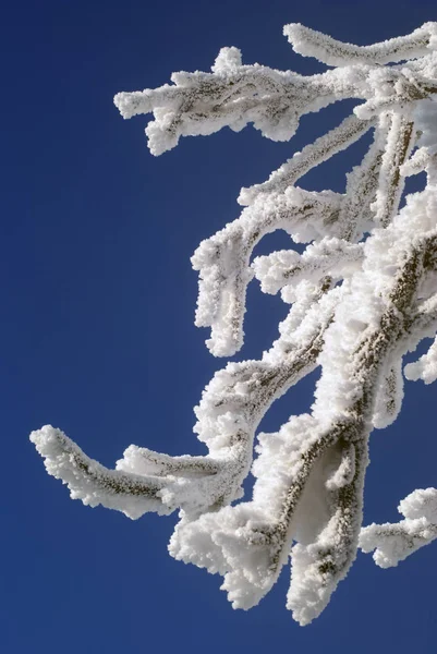 Coperto Rami Hoarfrost Contro Cielo Blu Primo Piano — Foto Stock