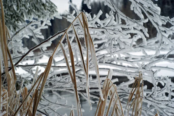 Ricoperto Gelo Steli Inverno Carice Asciutta Sullo Sfondo Rami Ghiacciati — Foto Stock