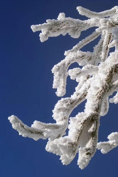 Covered Hoarfrost Branches Blue Sky Closeup Stock Picture
