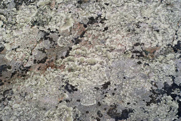 Fond Texture Surface Rugueuse Une Roche Recouverte Plusieurs Types Lichen — Photo