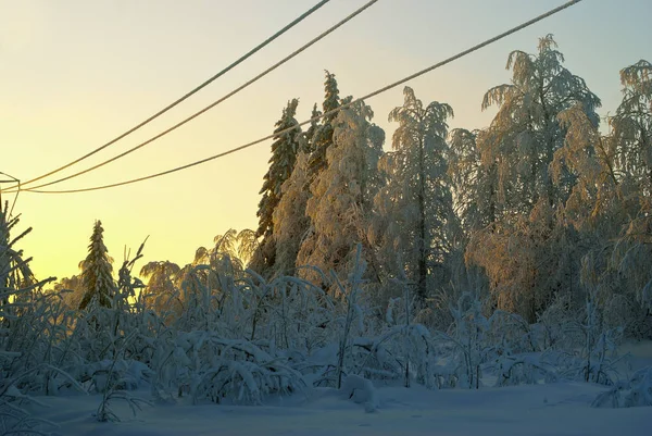 iced wires of transmission lines over a glade in a winter snow-covered fores