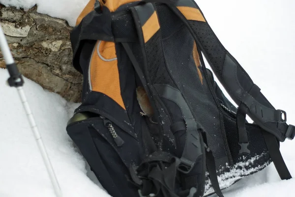 Eine Wühlmaus Die Auf Einen Den Schnee Geworfenen Rucksack Geklettert — Stockfoto