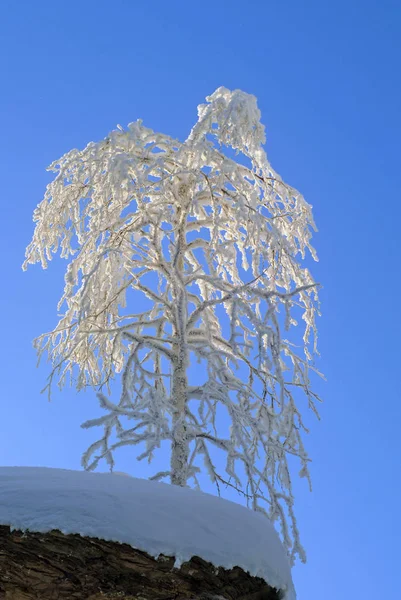 完全覆盖霜东亚白桦 站在岩石的窗台上 — 图库照片