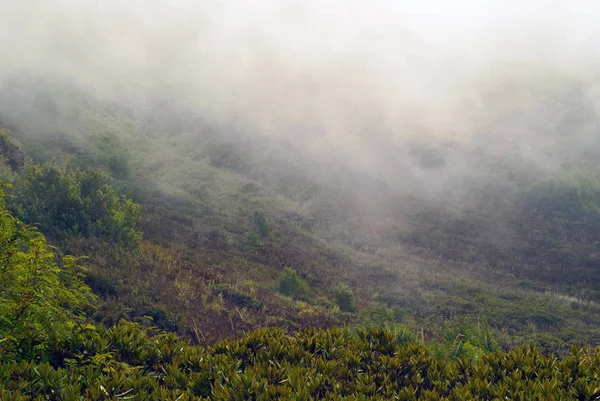 曇りと雨の日暗い山の谷でウェットの植生の上に低く霧 — ストック写真