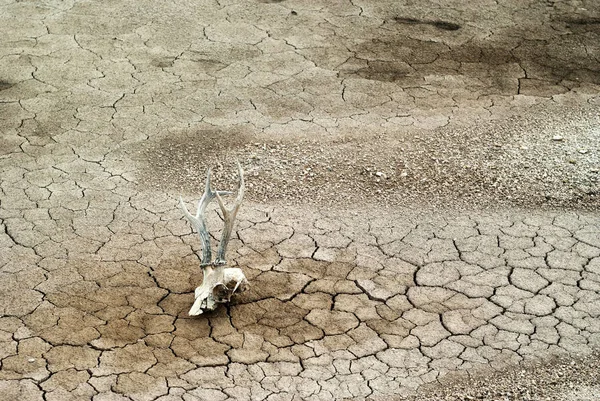 Fondo Gris Seco Muerto Agrietado Suelo Del Desierto Con Cráneo — Foto de Stock