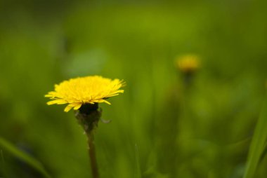 sarı karahindiba çiçek closeup bulanık çimenli adam üzerinde