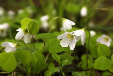 ahşap kuzukulağı çiçeği closeup bulanık adam üzerinde yumuşak ışık