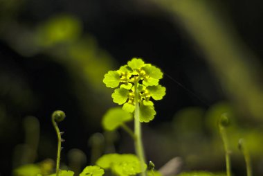 karanlık bir arka plan üzerinde bir güneş tarafından aydınlatılmış bir mağarada minik bitkiler