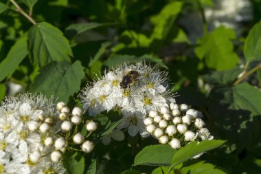 ninebark akşam ışık yeşillik yakın çekim arasında önümüzdeki üzerinde hoverfly (syrphid sinek)
