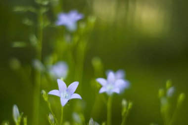 Alacakaranlık nazik sabah çiçek arka plan mavi bellflowers ile bulanık