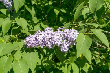 soluk mor fırça önümüzdeki leylak yeşillik yakın çekim akşam ışık arasında