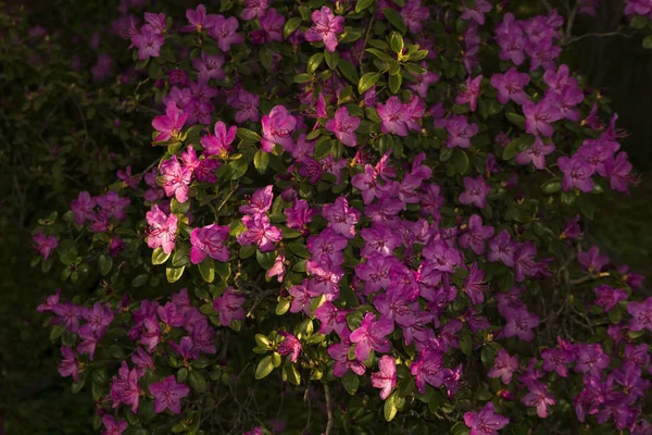 杜鹃丛中的 Ledebourii 春天的山林中盛开着紫色的花朵 — 图库照片