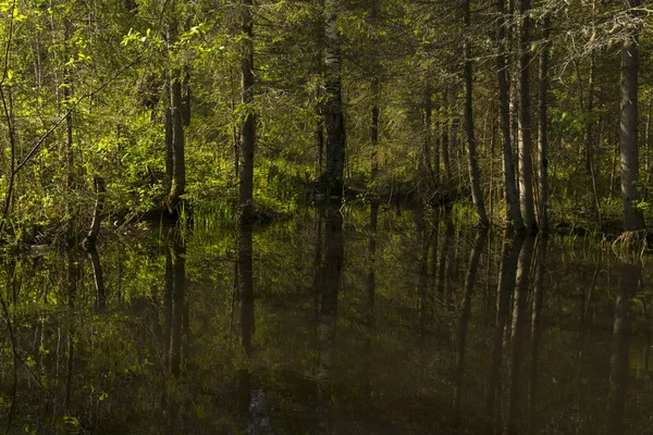 Pequeno Lago Floresta Sombria Com Reflexos Árvores Circundantes — Fotografia de Stock