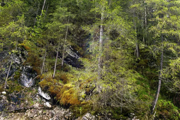 Mos Bedekte Bergbos Rotsen Met Iriserende Reflectie Rai — Stockfoto